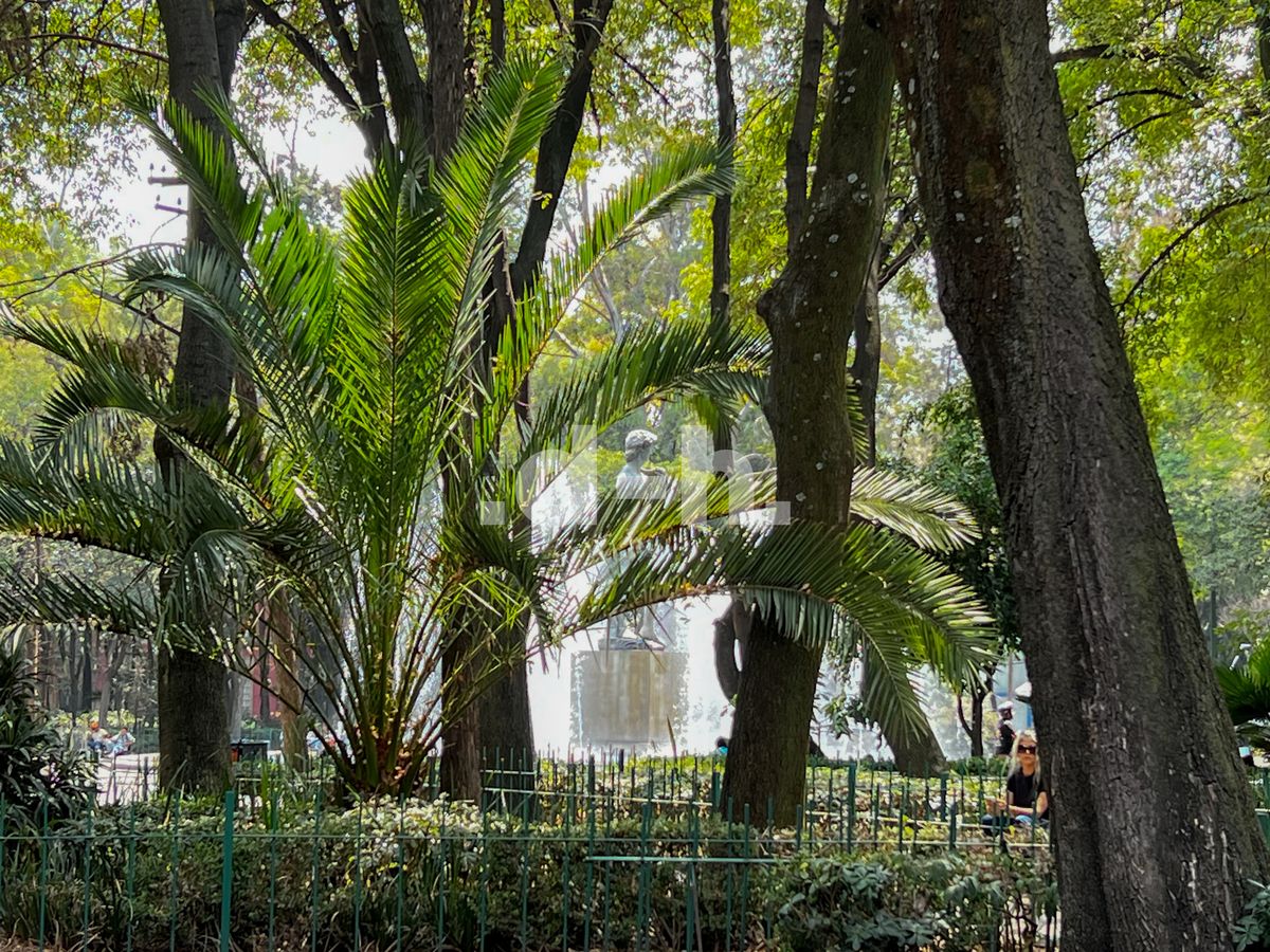 43, Plaza Río de Janeiro, Roma Norte, 06700 43, Plaza Río de Janeiro, Roma Norte, 06700