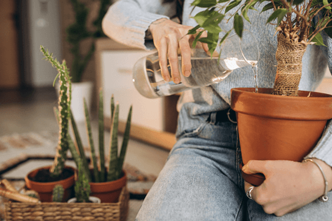 4 plantas proibidas em casa para dinheiro rápido - Portal Luz da Serra