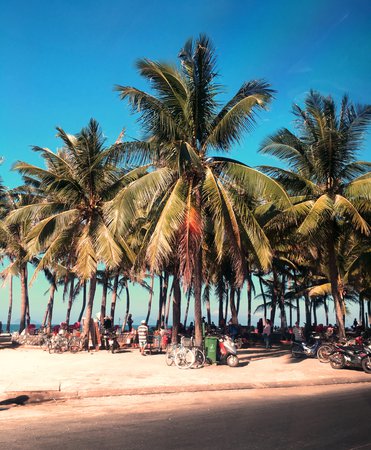 Vietnam palm trees