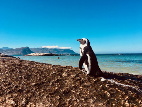 Cape Town Penguins