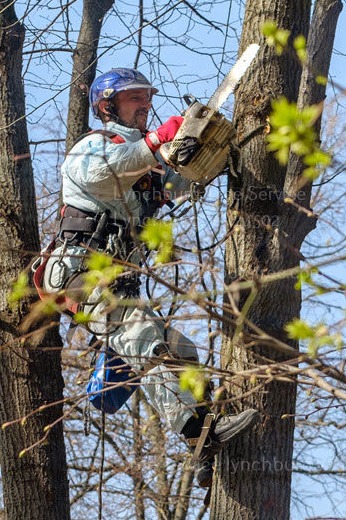 Lynchburg Tree Trimming and Pruning