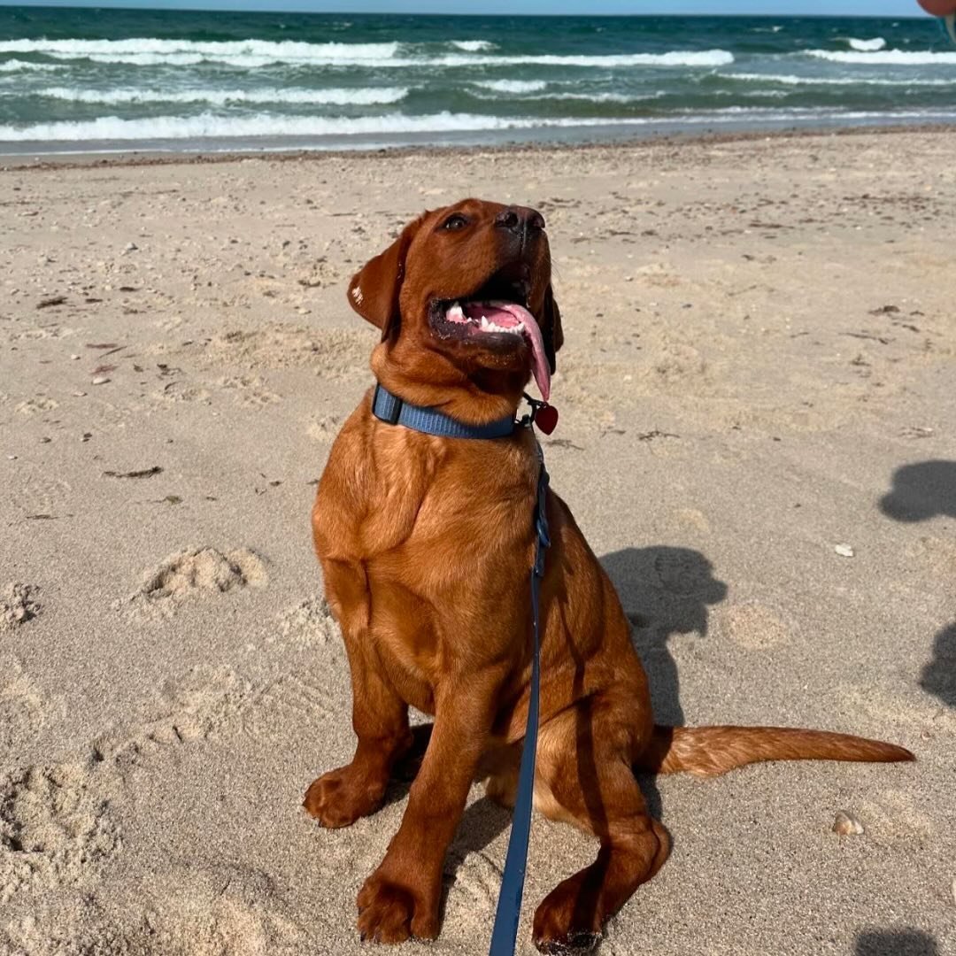 Rusty Red Dog PetSmart Creators