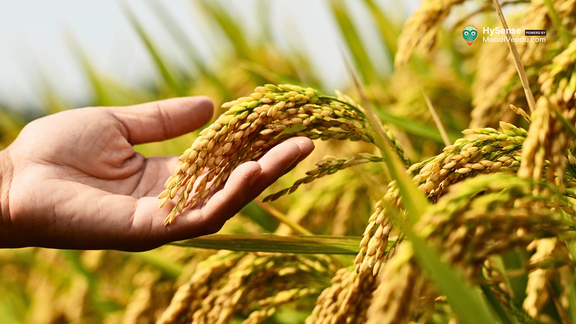 Which Crops Give the Best ROI in India? – Top High-Profit Crops to Grow & Earn Big