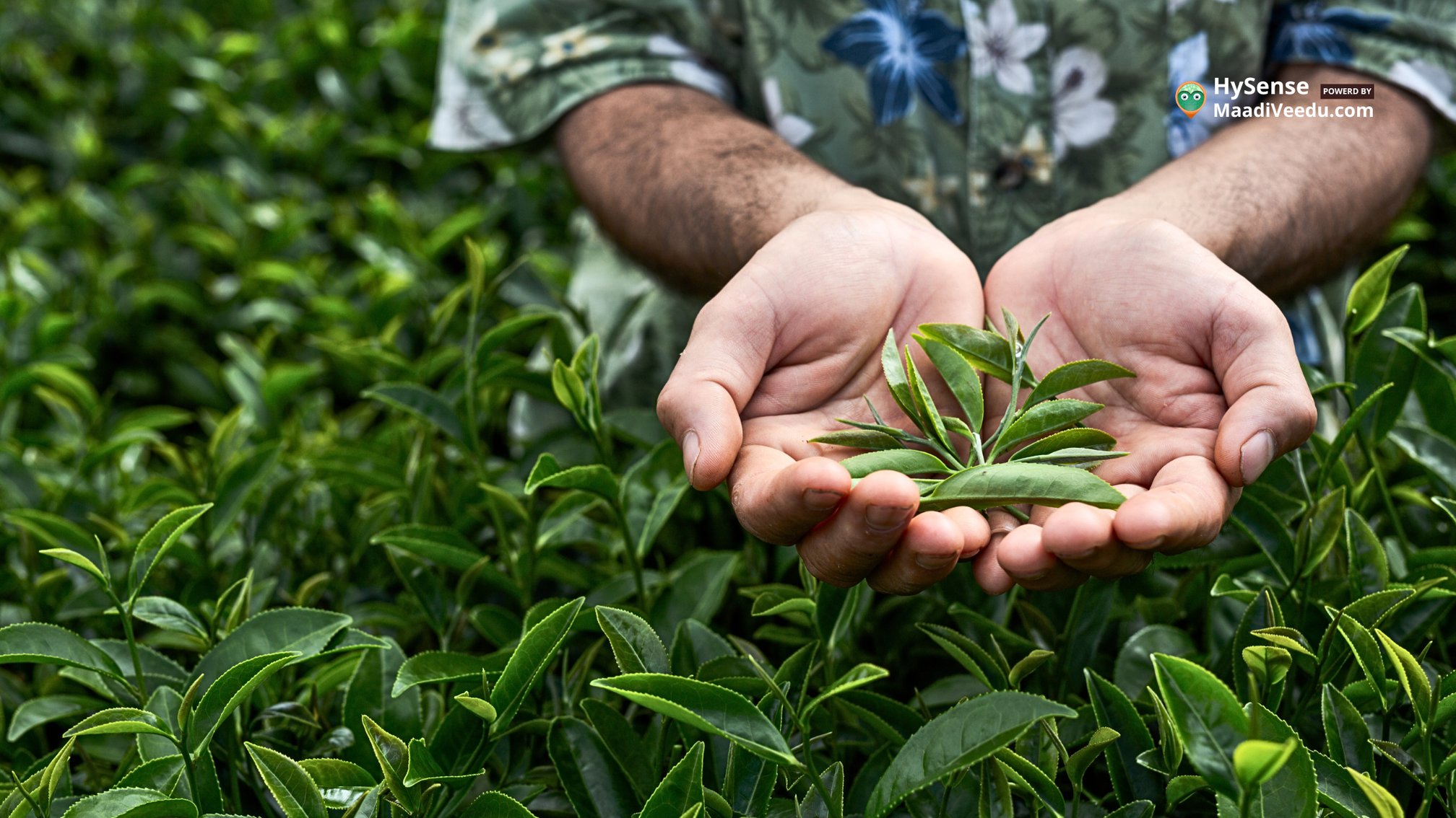 Who Is No 1 in Agriculture? 7 Surprising Top Leaders Revealed