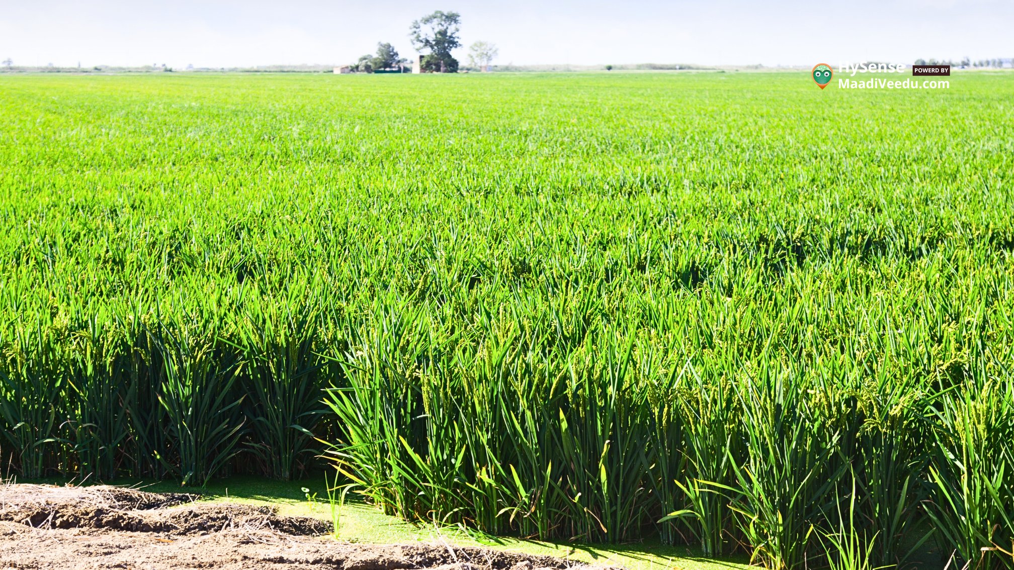 Challenges Facing India's Crop Land: 5 Powerful Solutions for Resilience