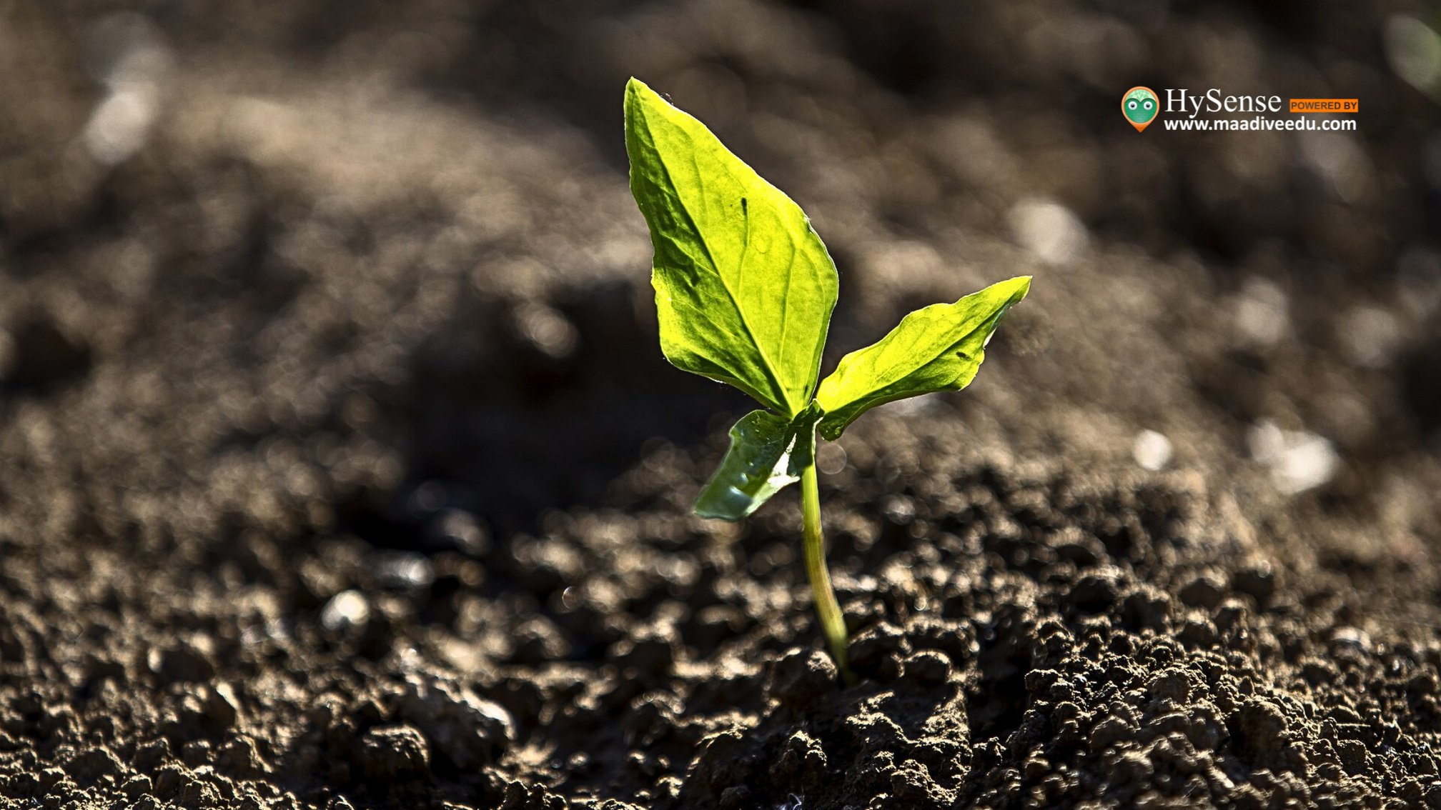 Innovative Techniques for Cultivating Dry Lands: 7 Inspiring Success Stories