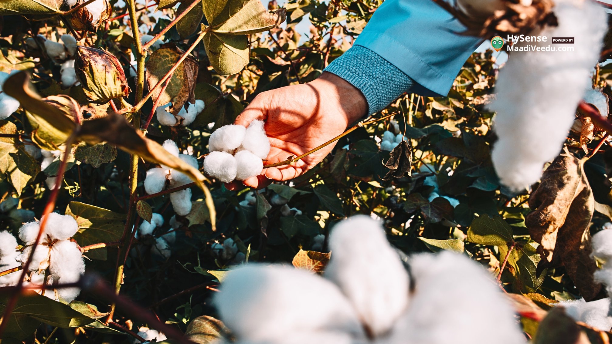 Best Soil for - Cotton - Cultivation