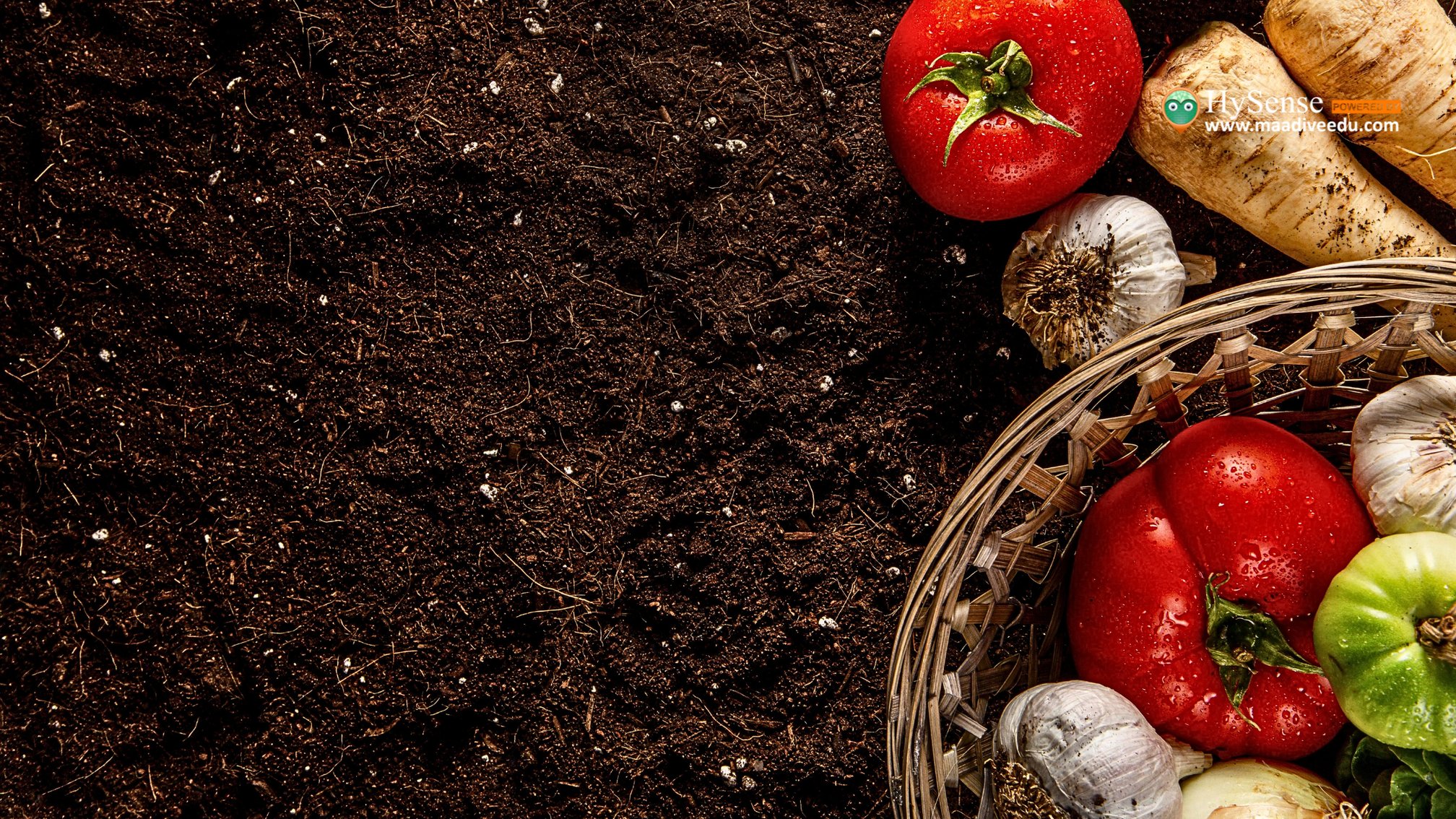 Soil Suitable for Fruits and Vegetables: 7 Essential Tips