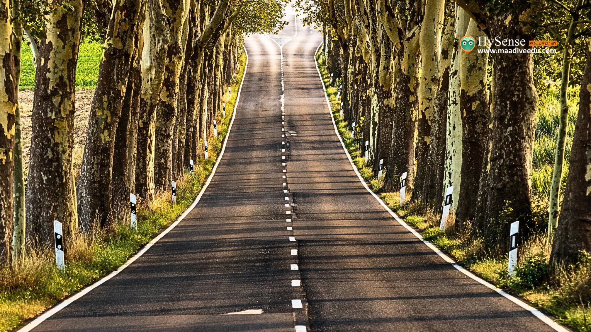 Benefits of Avenue Trees: 7 Essential Reasons for Their Importance