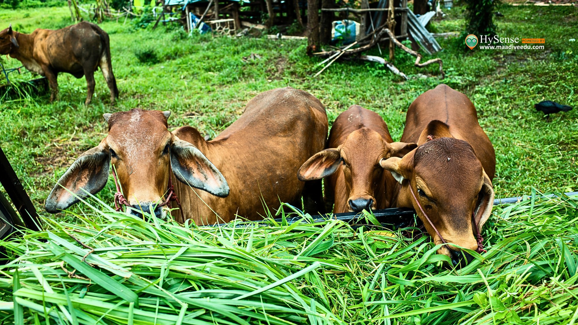 Farm Animals Be Cloned? 5 Shocking Truths Revealed