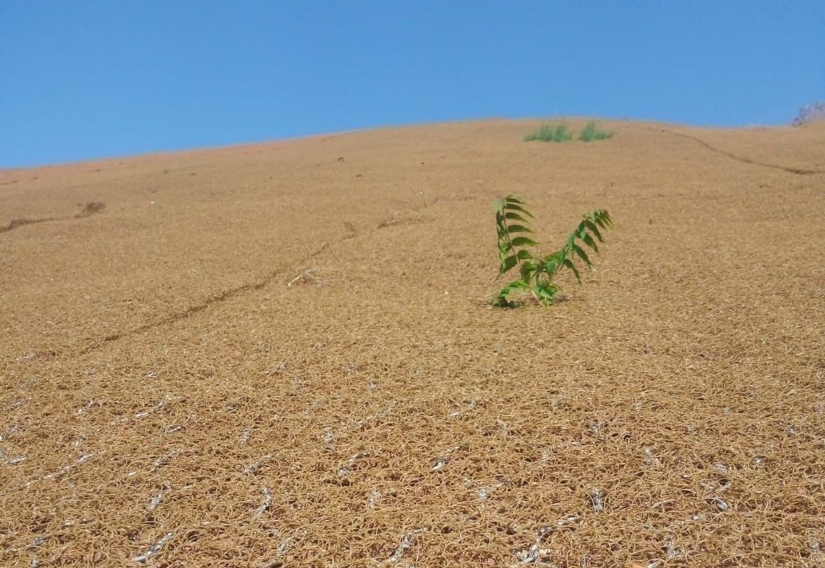 Figure 6: Vegetation on the Macmat R1 System 