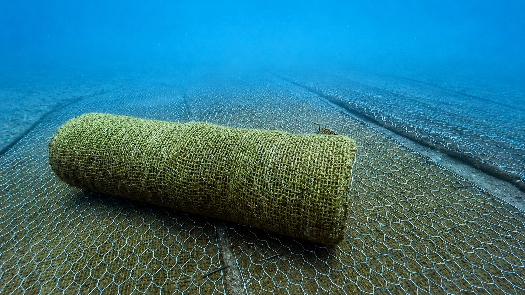 seagrass_2