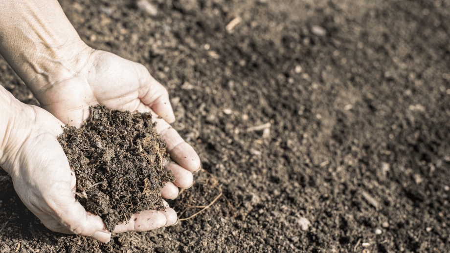 Mulch kann die Bodenqualität verbessern. 