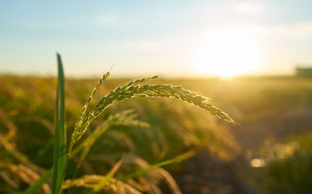 Hybrid-Landwirtschaft: Der Mittelweg