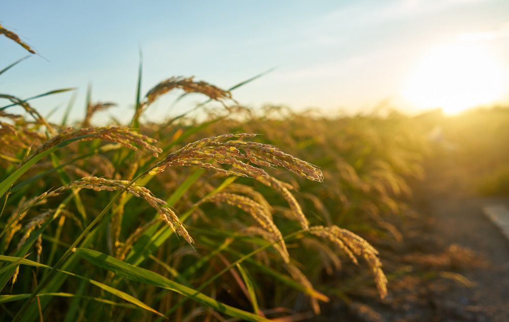 Ökologische Landwirtschaft: Ressourcenschonend und Umweltfreundlich