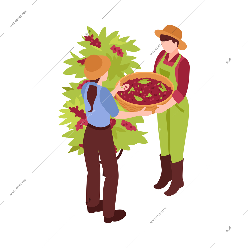 Two coffee harvesters with basket collecting berries 3d isometric vector illustration