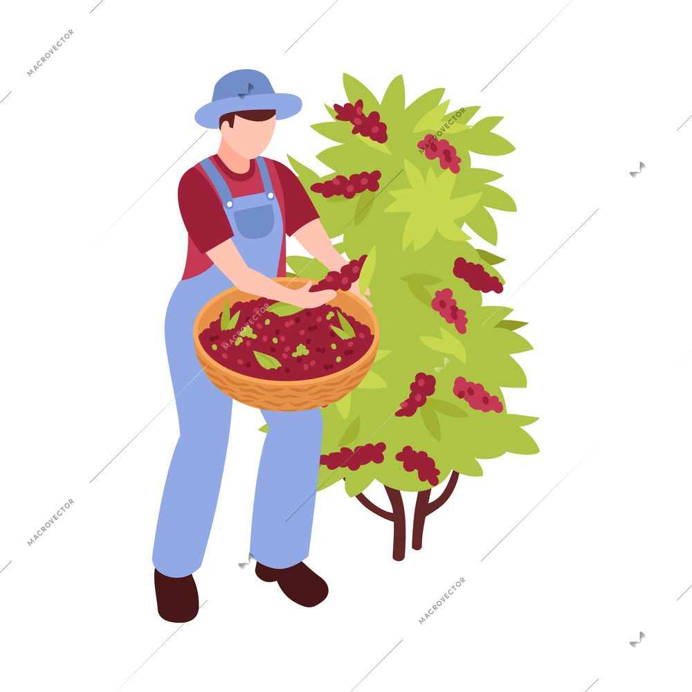 Male harvester collecting coffee berries 3d isometric vector illustration