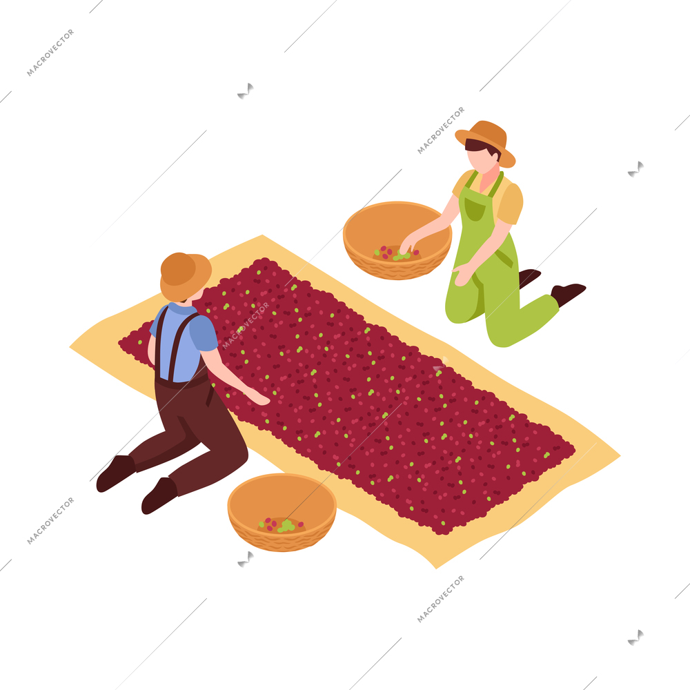 Two coffee harvesters sorting berries 3d isometric vector illustration