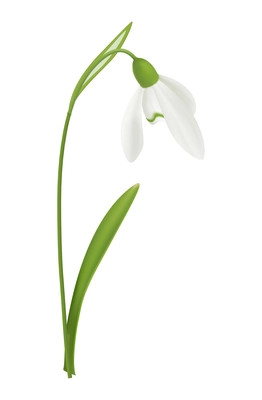 Blooming snowdrop flower with green leaf on white background realistic vector illustration