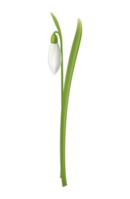 Realistic snowdrop flower bud with green leaf vector illustration