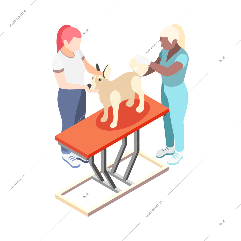 Female vet examining dog in clinic 3d isometric vector illustration