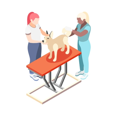 Female vet examining dog in clinic 3d isometric vector illustration