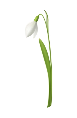 Realistic snowdrop with green stem vector illustration