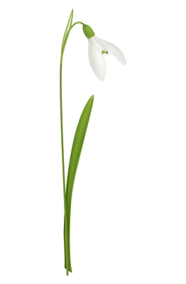 Realistic blooming snowdrop flower with green stem vector illustration
