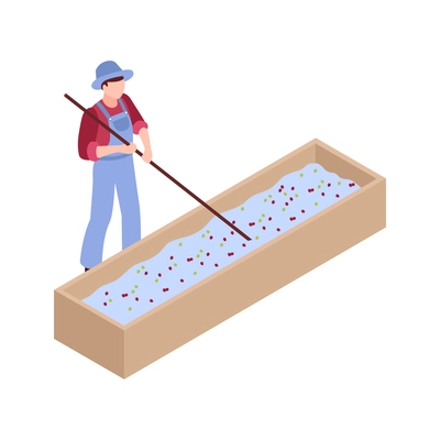 Isometric coffee production icon with washing or wet processing of beans and male worker 3d vector illustration