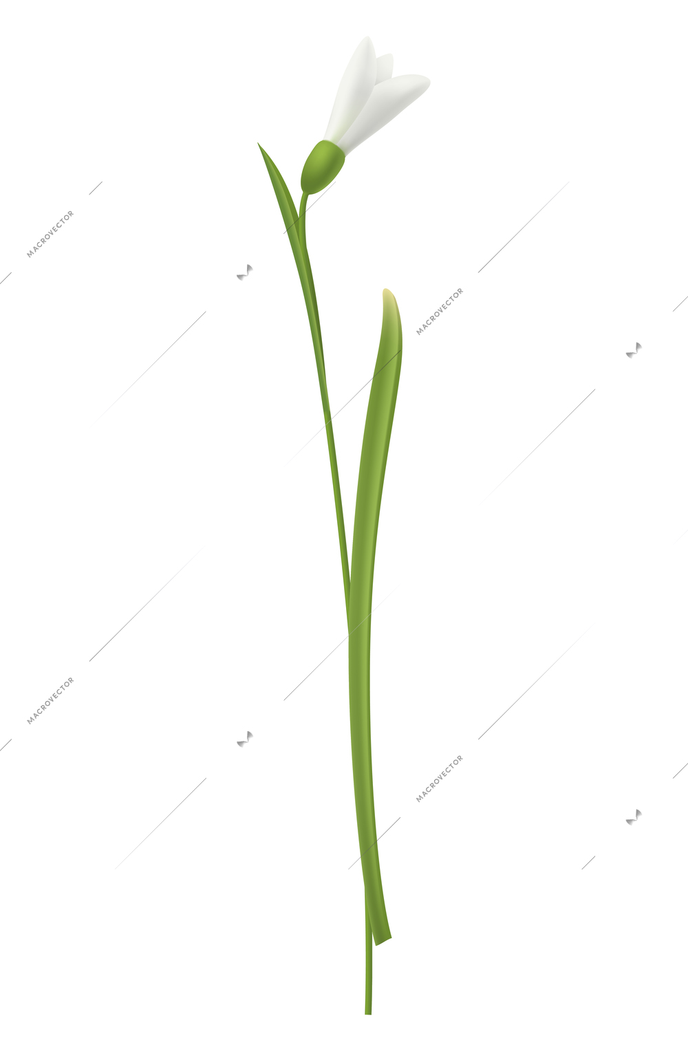 Snowdrop flower with green stem realistic vector illustration