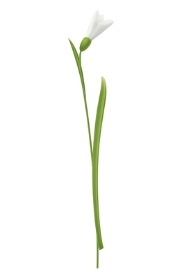 Snowdrop flower with green stem realistic vector illustration