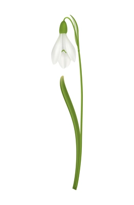 Realistic snowdrop flower with green stem on blank background vector illustration