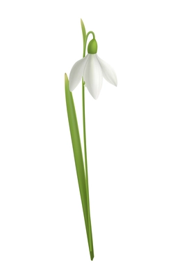 Realistic blooming snowdrop flower with green leaf vector illustration