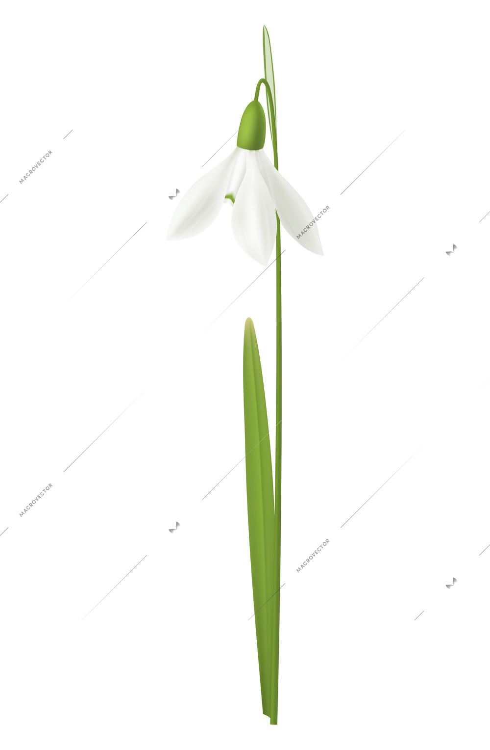 Realistic snowdrop flower on white background vector illustration