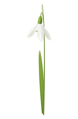 Realistic snowdrop flower on white background vector illustration