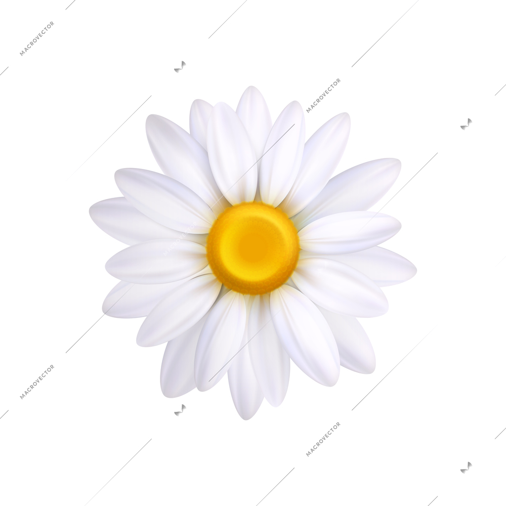 Realistic camomile flower top view closeup vector illustration