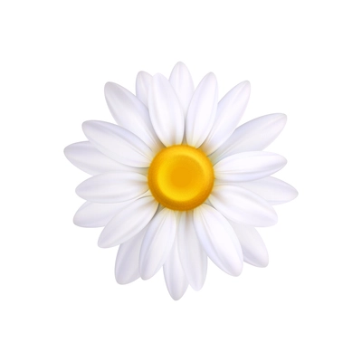 Realistic camomile flower top view closeup vector illustration