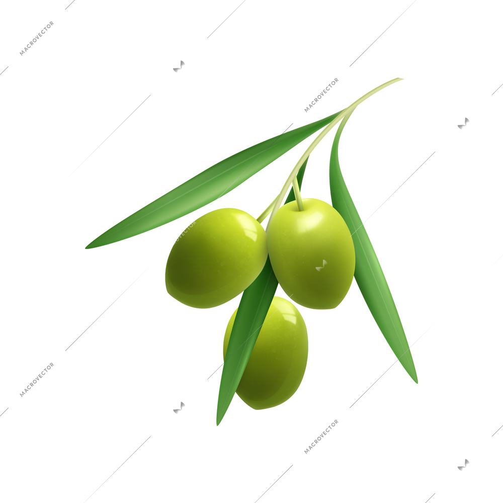 Realistic twig with green olives and leaves vector illustration