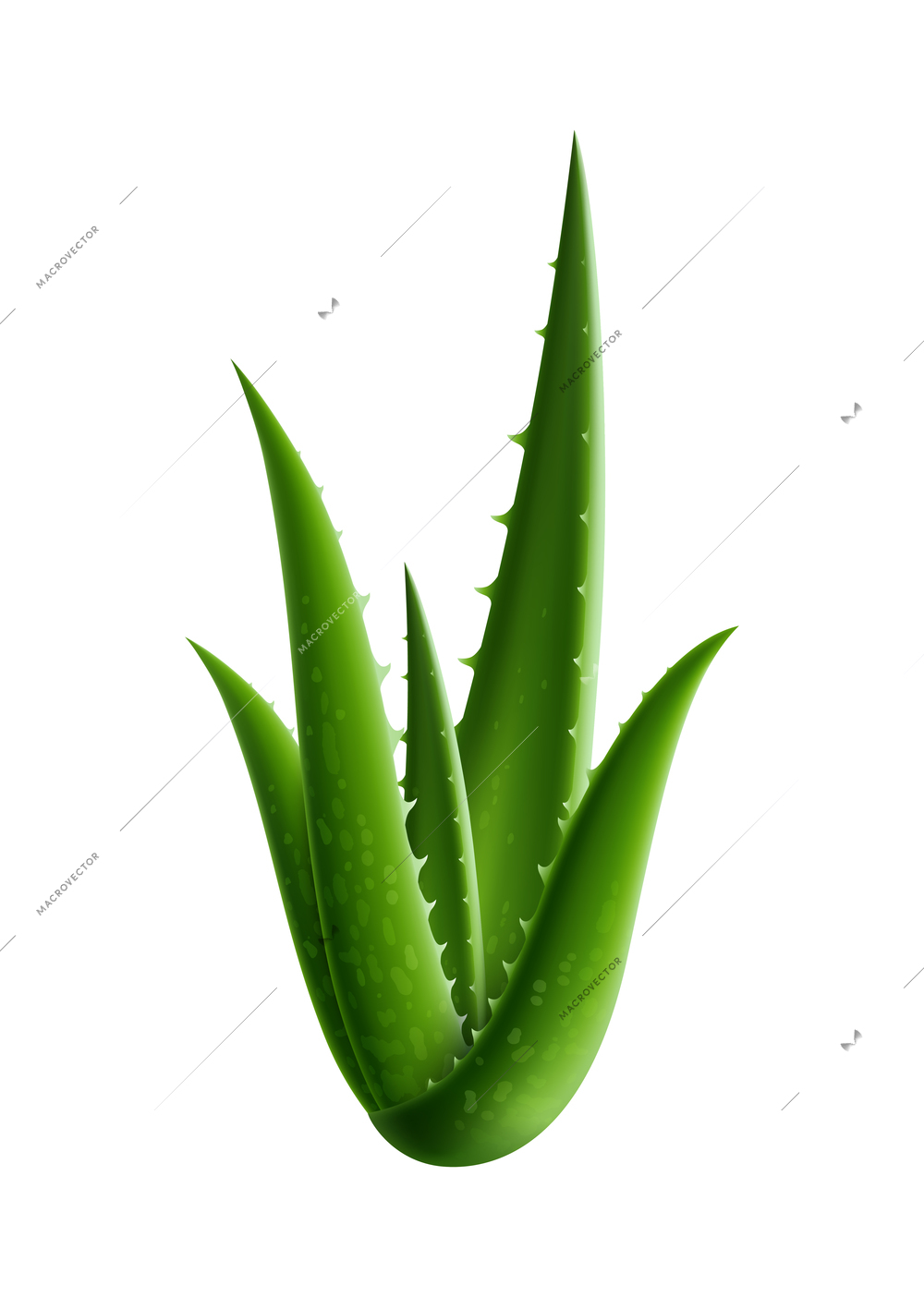 Realistic green aloe vera leaves on white background vector illustration