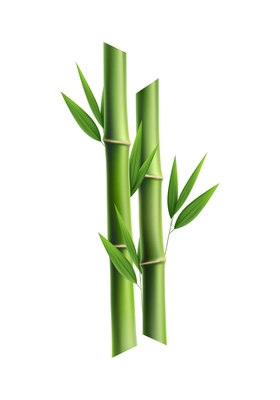 Green bamboo stems with leaves realistic vector illustration