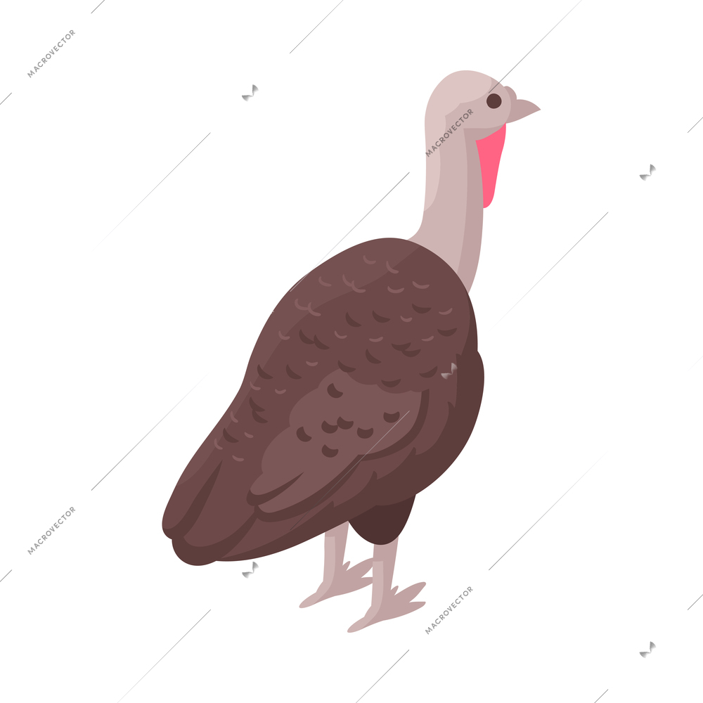 Turkey hen back view 3d isometric vector illustration