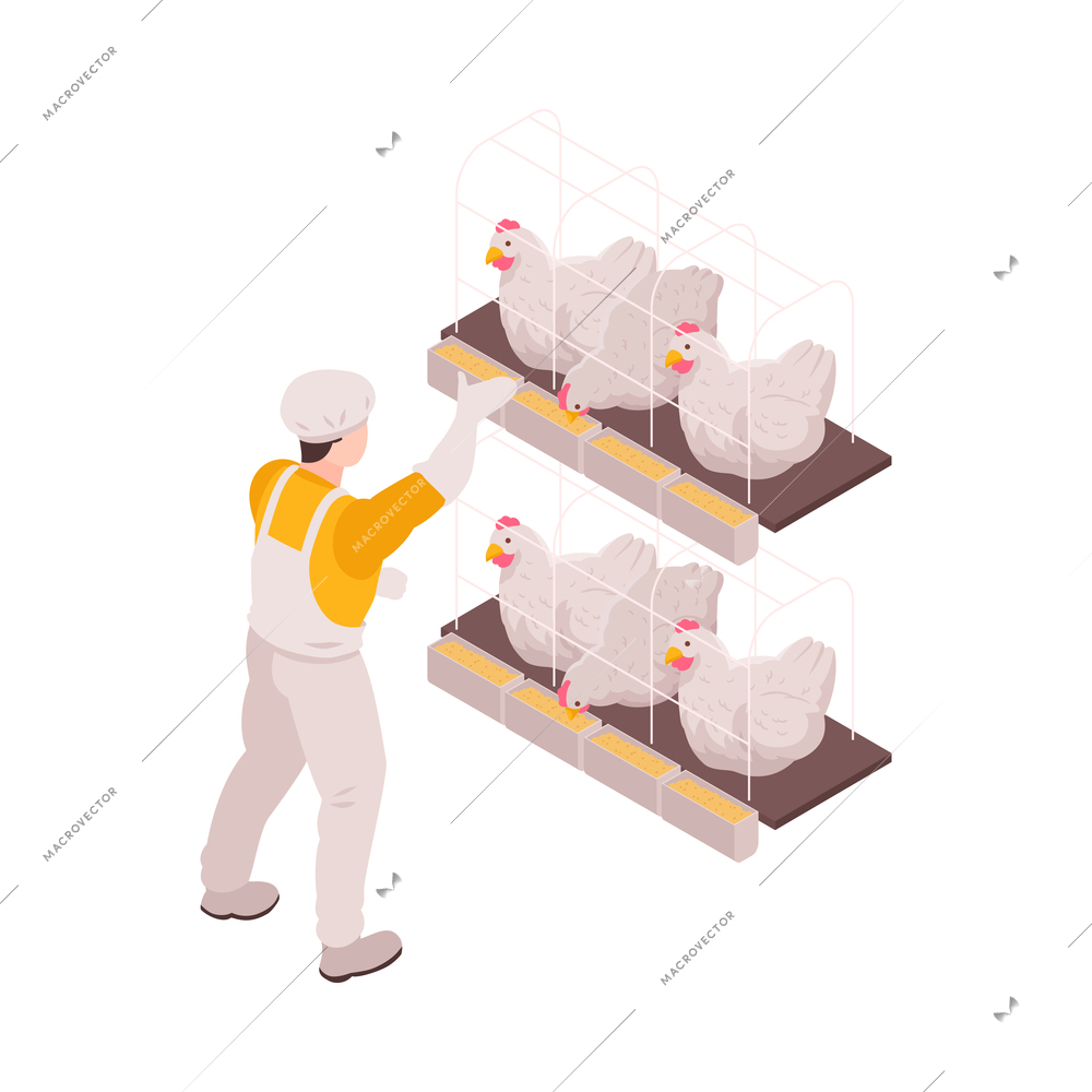 Isometric poultry farm icon with worker feeding hens 3d vector illustration