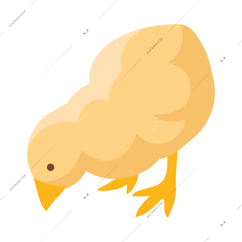 Little yellow chicken on white background 3d isometric vector illustration