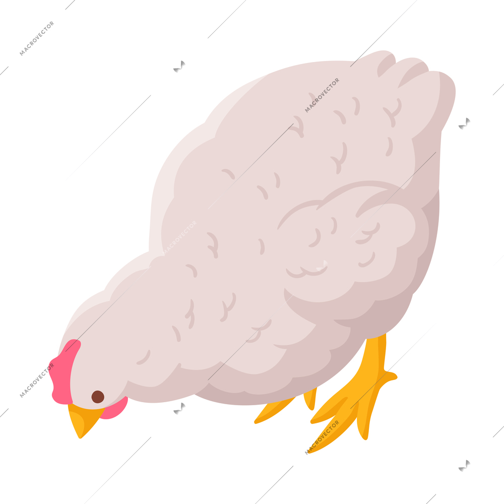 Isometric white hen on blank background 3d vector illustration