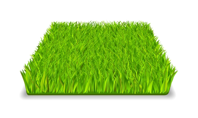 Green grass square realistic isolated vector illustration