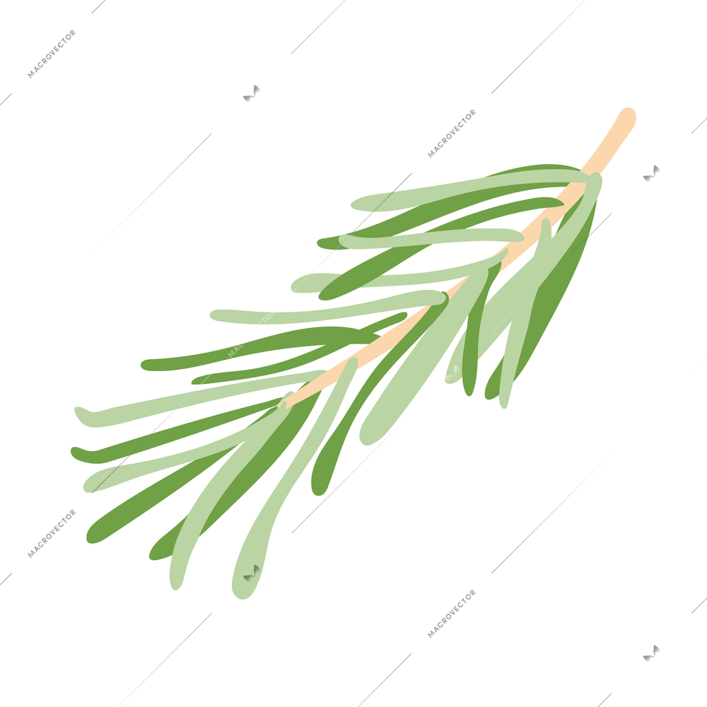 Green rosemary branch isometric icon 3d vector illustration