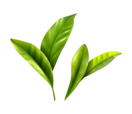 Realistic green tea leaves on white background isolated vector illustration