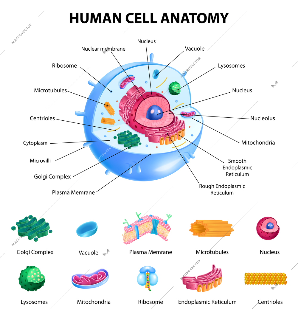 Human cell anatomy infographics with realistic educational chart and labelled parts on white background vector illustration