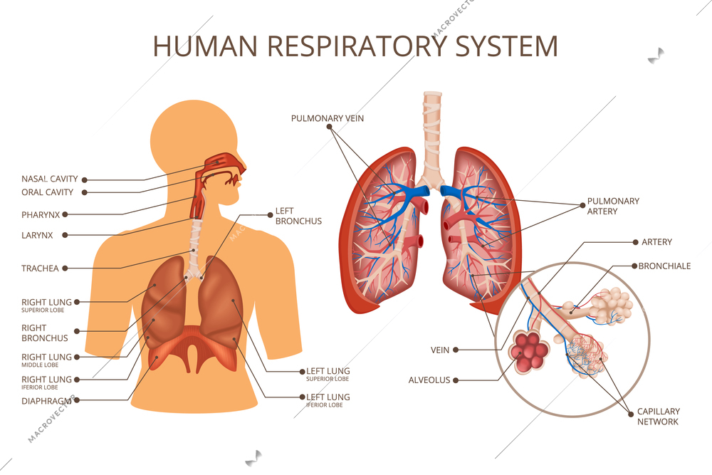 Human body organ systems colored composition with human respiratory system descriptions location of the lungs in the human body and the anatomy of the lungs vector illustration