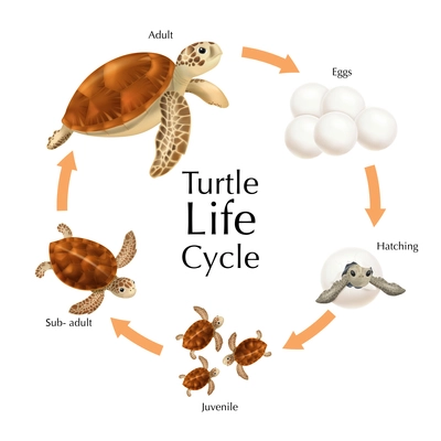 Sea turtle life cycle infographic set with realistic eggs young animals and adults on white background vector illustration